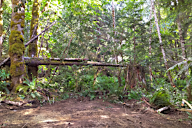 Fallen Western Hemlock